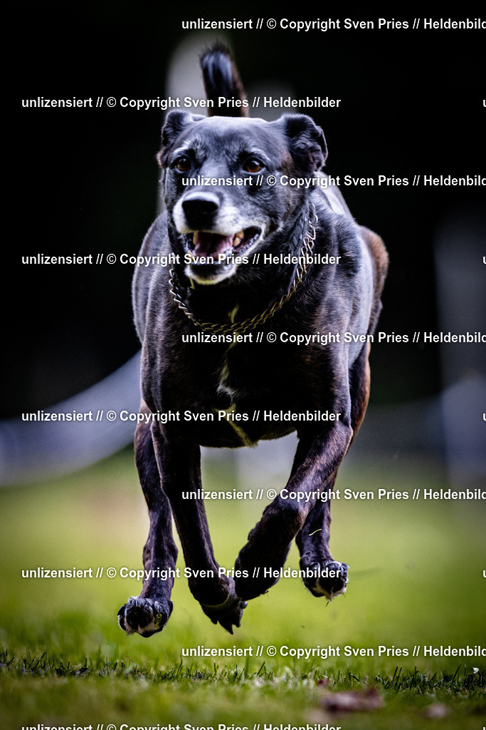 Sven Pries | 2025-10-03 - Hunderennen Obergrombach - Realisiert mit Pictrs.com