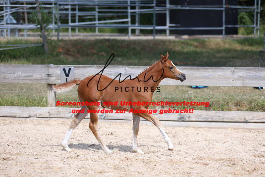 Fohlenschau_Schwäbisch_Hall_Ponys_KN 47_2 | lmwpictures - Realisiert mit Pictrs.com