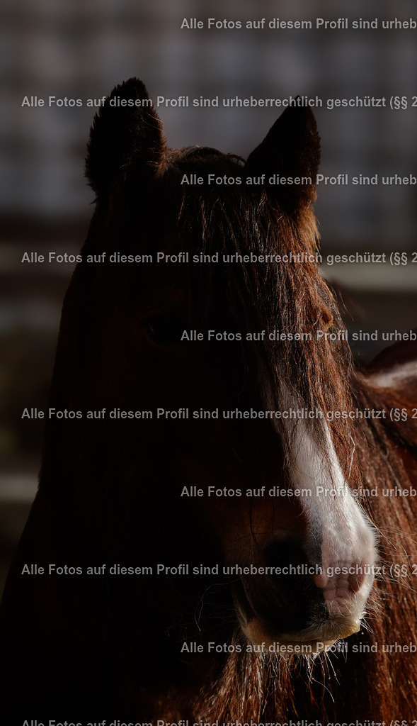 1P5A9008 (1) | krollfotografie - Realisiert mit Pictrs.com