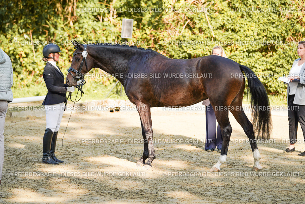 DSC05900 | Pferdegrafie