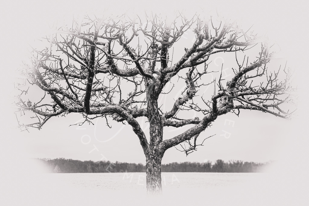 2021-01-29 Hemmingen Fotos Natur-6-2 | Ein einsamer Baum in Hemmingen - Realisiert mit Pictrs.com