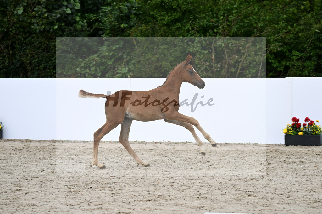 Akarad Hero Z x Toulon_SF_Riehle_23250618 | hf-fotografie - Realizzato con Pictrs.com
