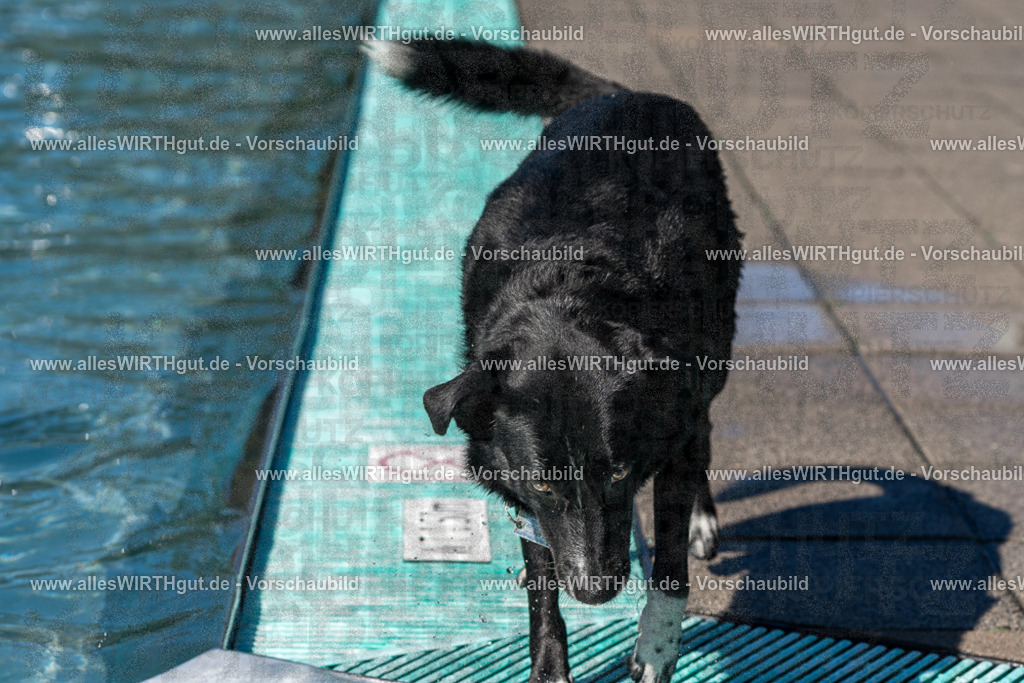 Hundeschwimmen_Volksbad_2026-allesWIRTHgut_Tierfotografie-2609061245-FAY06548 | Professionelle Tierfotografie in Mönchengladbach von Daniel Wirth (allesWIRTHgut). Liebevolle & natürliche Bilder von Hunden & Katzen für unvergessliche Erinnerungen.