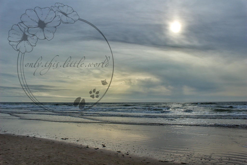 IMG_8826-01 | only.this.little.world - Realisiert mit Pictrs.com