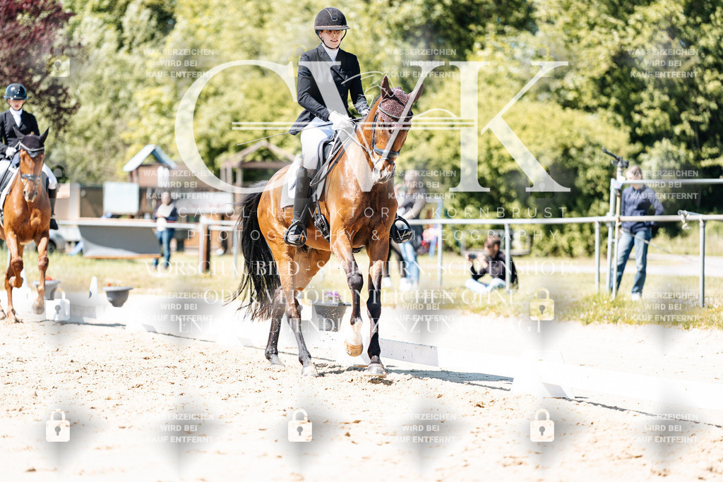 CK905816 | Turnierfotografie Pferdefotografie Trier Rheinland-Pfalz Pferdesport Reitsport Tierfotografie Sportfotografie Pferdevideo Pferdevideografie Equestrianvideography equestrianphotography  - Realisiert mit Pictrs.com