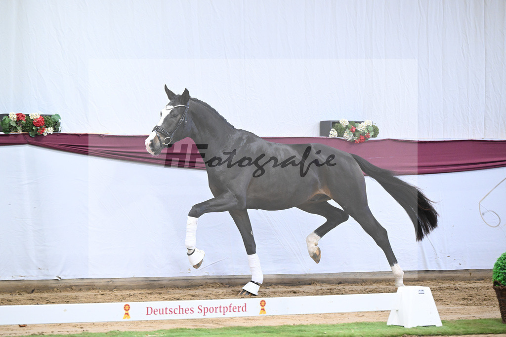 Kat-Nr. 106 Erste Sahne x Dimaggio_Gestuet Rickhof_47251785 | hf-fotografie - Realizzato con Pictrs.com