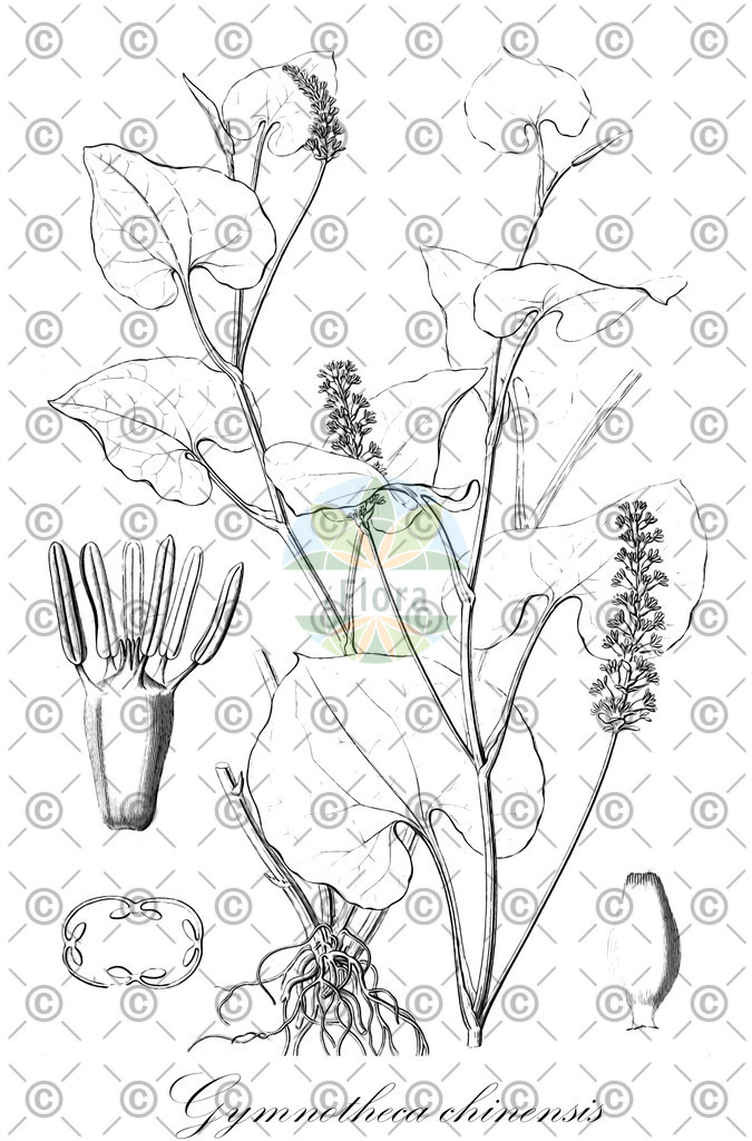 HistAbb_wfo-0000873721_1_ENZY_Simple | Historische Abbildung von Gymnotheca chinensis - Saururaceae | Historical Illustration of Gymnotheca chinensis - Saururaceae