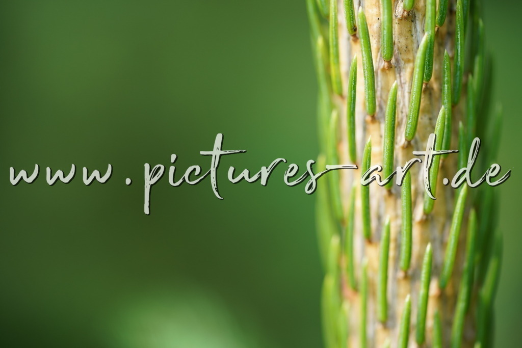 DSC03288 | pictures-art.de