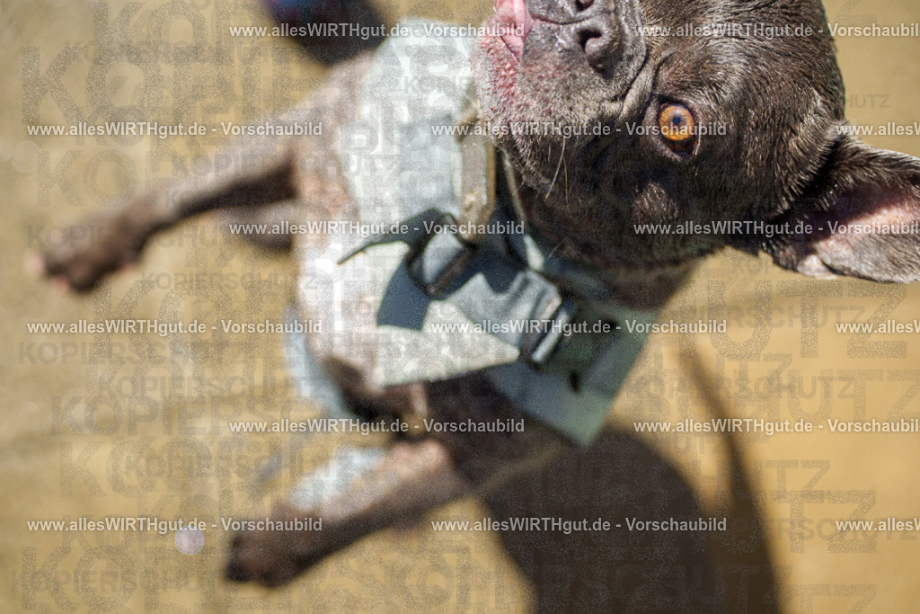 allesWIRTHgut Tierfotografie - allesWIRTHgut.de - 7IV08660 | Professionelle Tierfotografie in Mönchengladbach von Daniel Wirth (allesWIRTHgut). Liebevolle & natürliche Bilder von Hunden & Katzen für unvergessliche Erinnerungen.