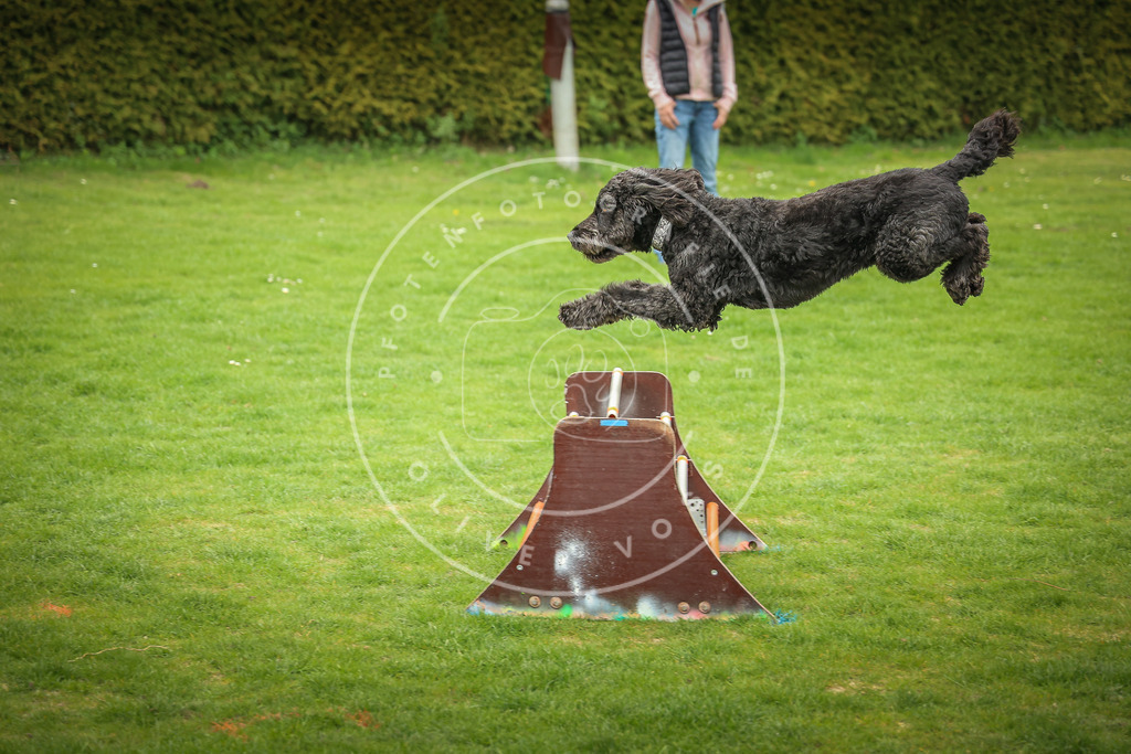 Pfotenfotografie_0L8A9871 | Hundefotografie, Tierfotograf, Pfotenfotografie, Fotoshooting Hund, Hunde Portrait, Hundesport, Hundeportraits, Heideshooting, Hunde, Sportfotograf, Hundefotograf, Turnierhundsport, THS,  - Realisiert mit Pictrs.com