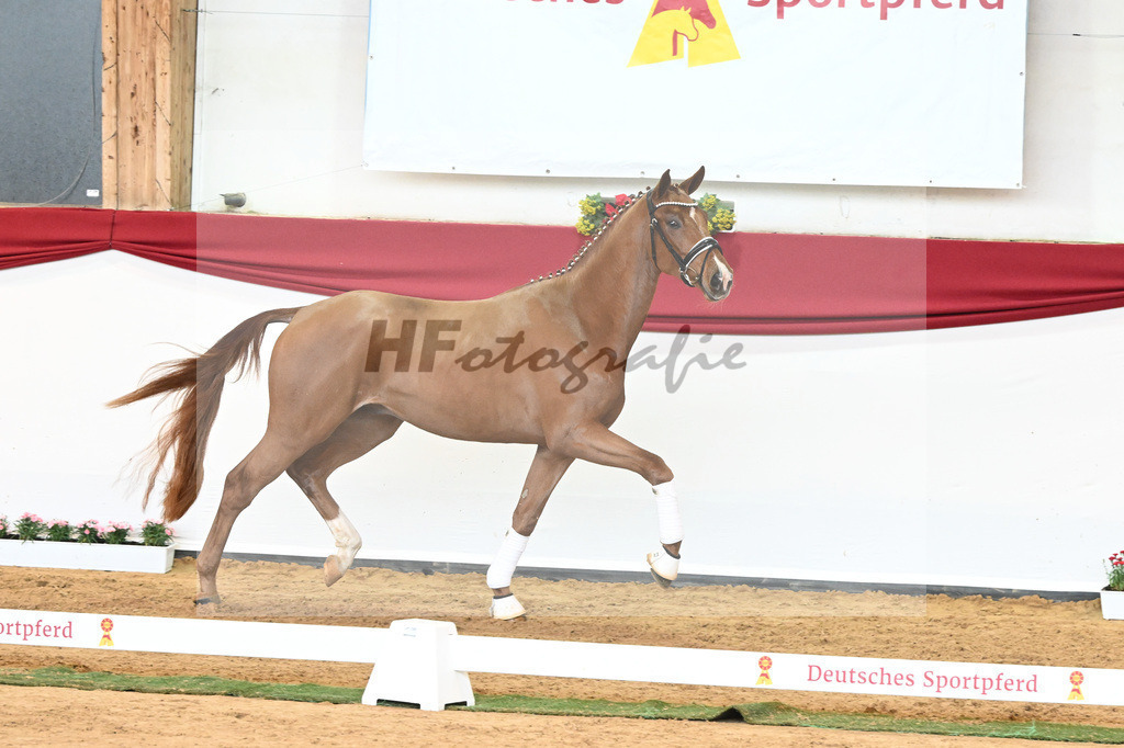 Kat-Nr. 53 Va Bene x Locksley III_Albert_43230941 | hf-fotografie - Realisiert mit Pictrs.com