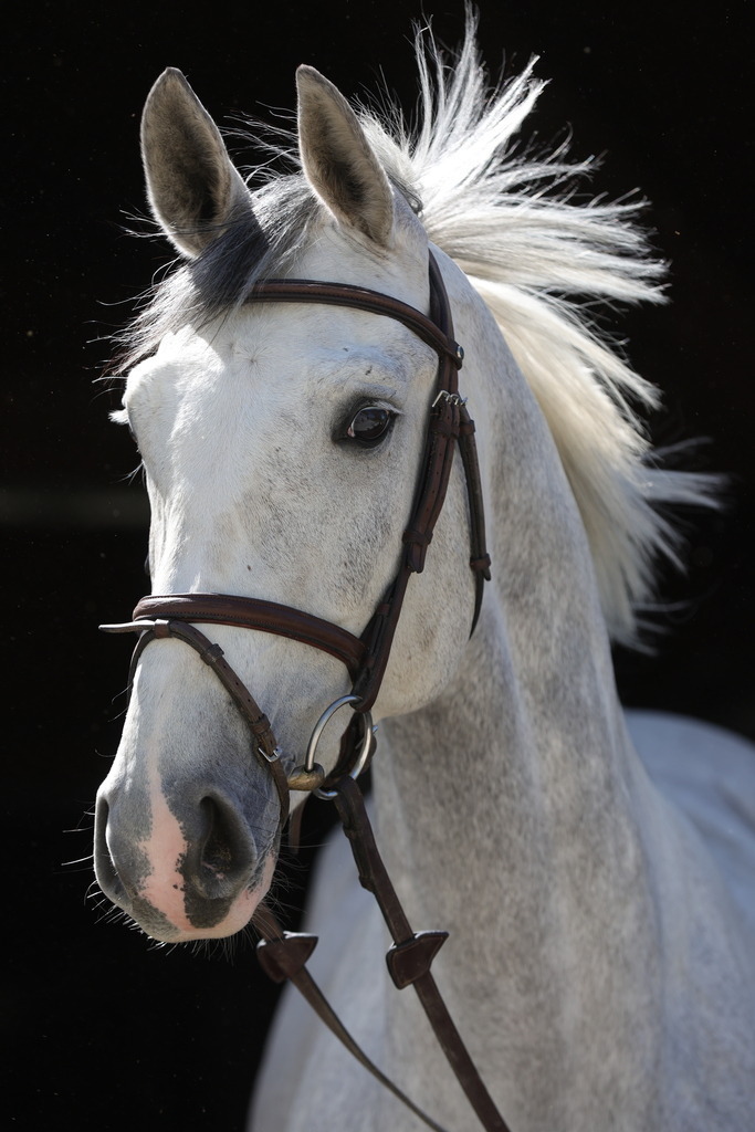 0P6A8891 | Willkommen bei Brunnmayr - Design & Fotografie – Ihrem Spezialisten für Reitturniere und Pferdeveranstaltungen in Oberösterreich, Salzburg und Bayern! Seit über 17 Jahren sind wir leidenschaftlich dabei.