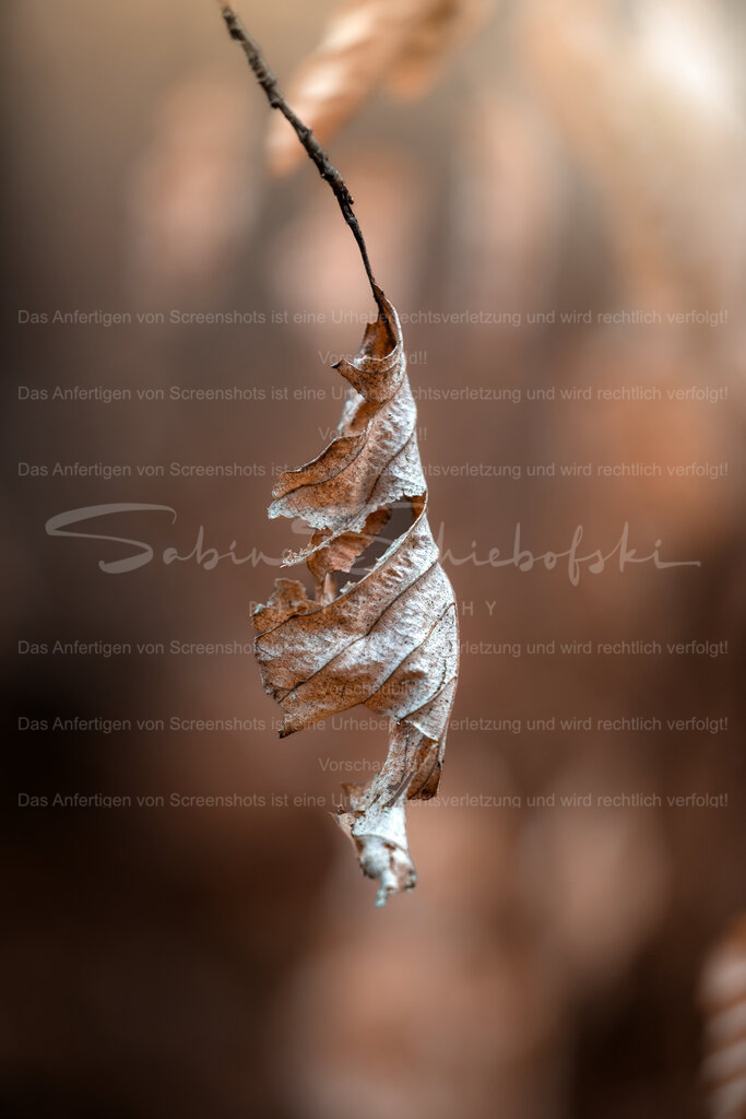 Waldstilleben | People- und Tierfotografie, Imageaufnahmen, Veranstaltungsfotografie und Wandbilder aus der Natur ★ Made in Germany ✔️ Druck + Downloads ✔️ Naturfotografie in Top Qualität ★ schneller Versand, weltweite Lieferung! - Realisiert mit Pictrs.com