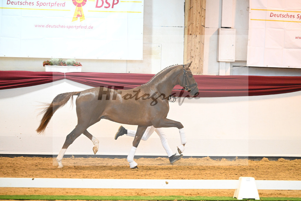 Kat-Nr. 58 v. Vivino_Gestuet Greim_66222299 | hf-fotografie - Realisiert mit Pictrs.com