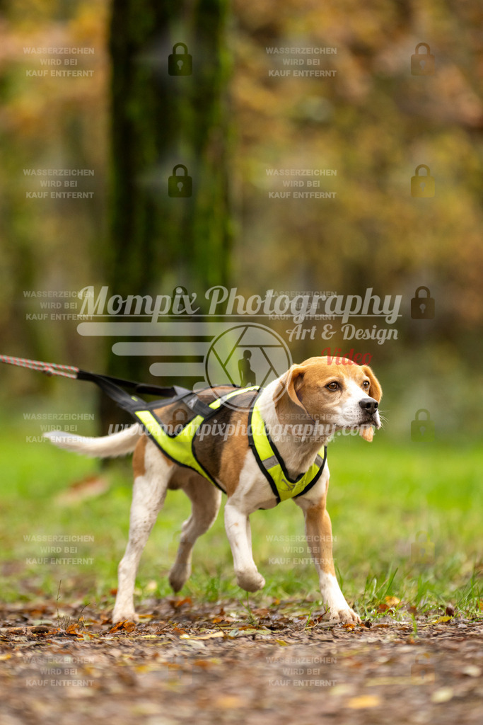 MompixPhotography_Bischwiller23_Canicross-139 | PayLife