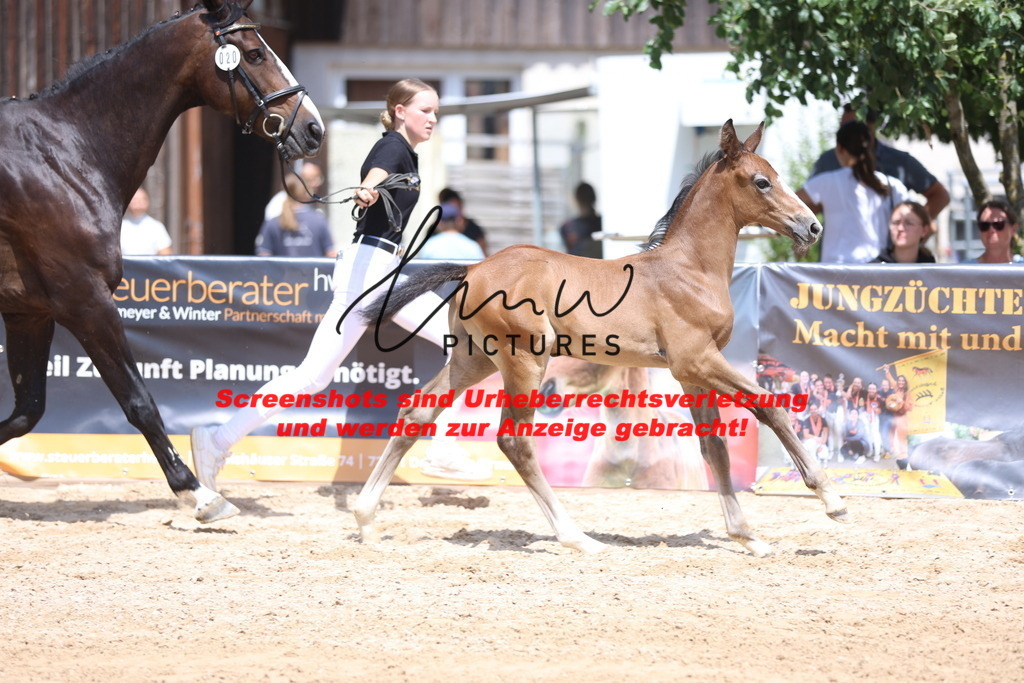 Fohlenschau_Schwäbisch_Hall_springbetonte_Fohlen_KN 20_11 | lmwpictures - Realisiert mit Pictrs.com