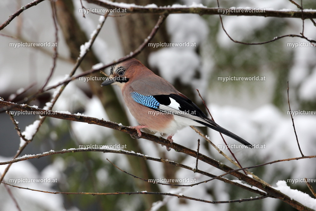 Eichelhäher-016 | Das Bilderarchiv über Tiere, Planzen und Landschaften. In der Bilddatenbank finden Sie ein große Auswahl an hochwertigen Bilder für Ihre Werbung - Realized with Pictrs.com