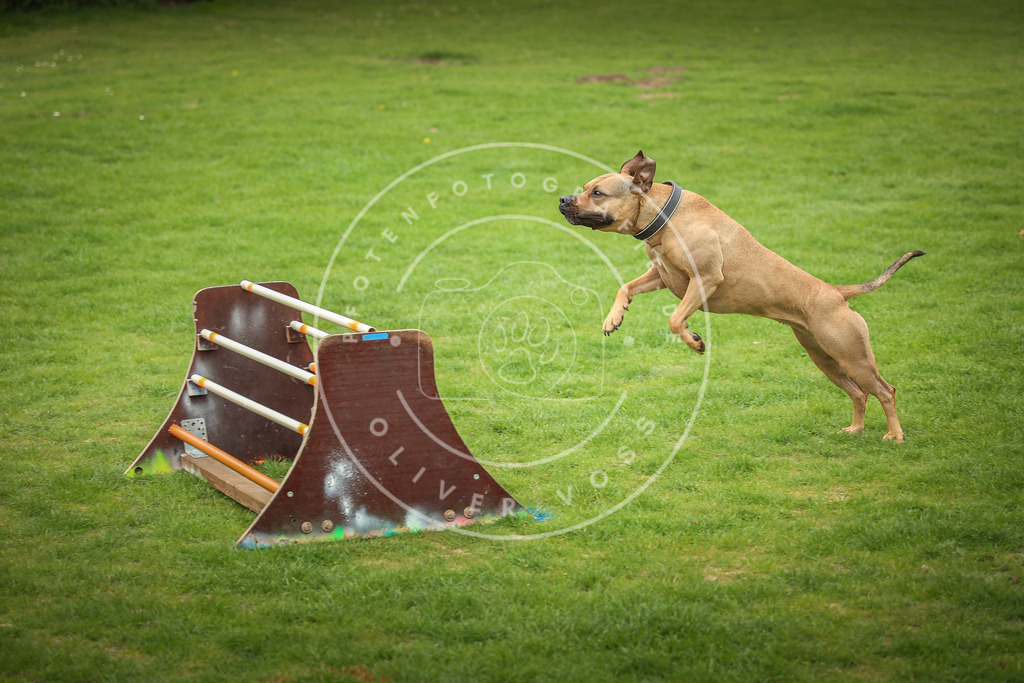 Pfotenfotografie_0L8A9782 | Hundefotografie, Tierfotograf, Pfotenfotografie, Fotoshooting Hund, Hunde Portrait, Hundesport, Hundeportraits, Heideshooting, Hunde, Sportfotograf, Hundefotograf, Turnierhundsport, THS,  - Realisiert mit Pictrs.com