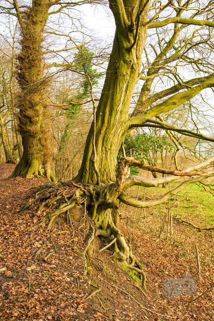 _DSC9240 | Shop für Prints Landschaftsfotografie Sächsische Schweiz Naturfotografie in Thüringen Fotos vom Findlingspark Nochten Kloster Sankt Marienstern Bilder Festung Königstein PanoramaRhododendronpark Kromlau FotogalerSchleswig-Holstein Küstenlandschaften