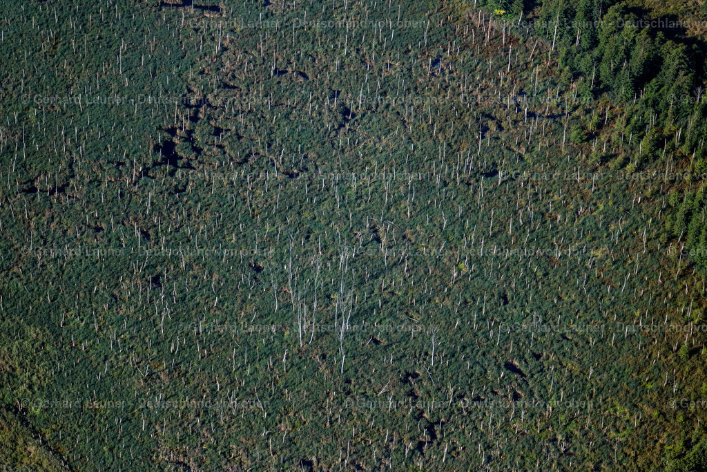 4061028 | BUGGENHAGEN 08.09.2021 Tümpel und Morast- Wasseroberfläche mit Bäumen und Vegetation in einer Teichlandschaft in Buggenhagen im Bundesland Mecklenburg-Vorpommern, Deutschland. // Ponds and Morast- water surface with trees and vegetation in a pond landscape in Buggenhagen in the state Mecklenburg - Western Pomerania, Germany. Foto: Gerhard Launer