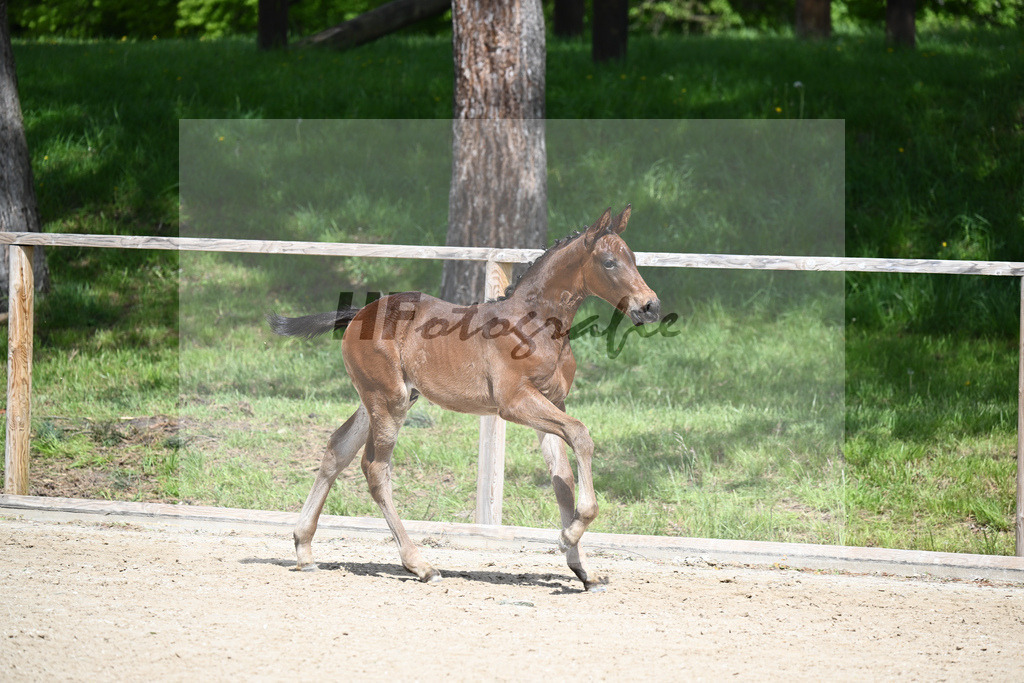 Adzaro de L Abbaye B x Cornet Obolensky_HF_Berger_11240304 | hf-fotografie - Realisiert mit Pictrs.com