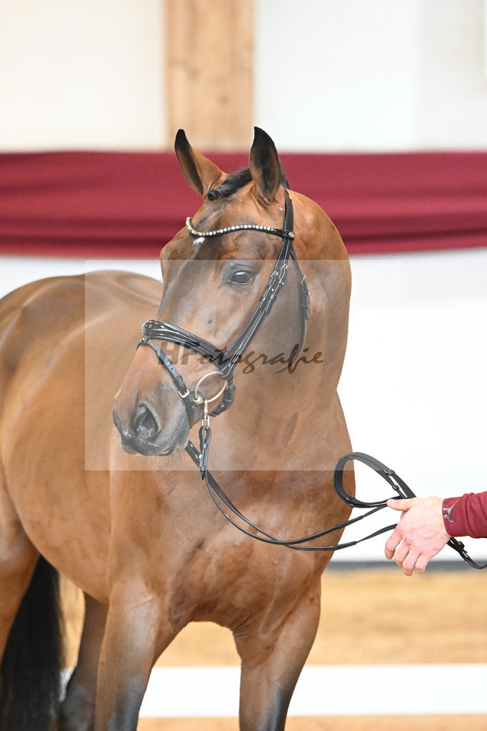 Kat-Nr. 3 v. Baron_Brors_66221566 | hf-fotografie - Realizzato con Pictrs.com