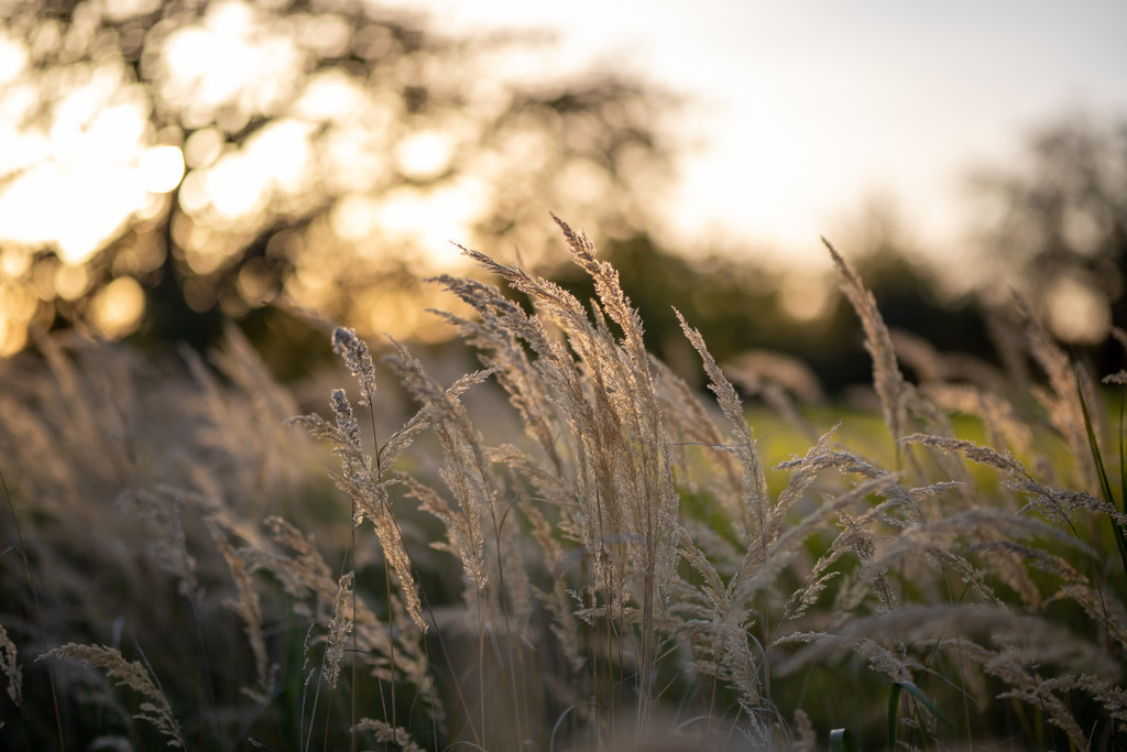 IMG_4777 | ehrlichefotos - Realisiert mit Pictrs.com