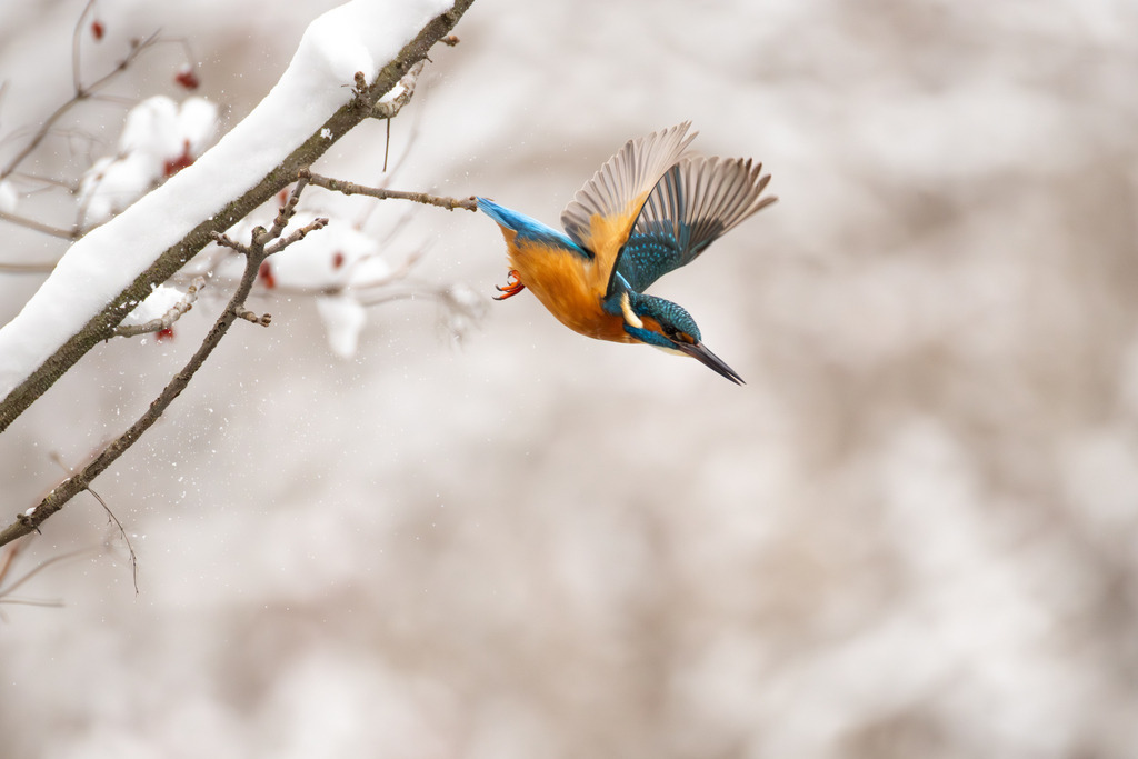 Der Eisvogel | Der Eisvogel (Alcedo atthis) ist aufgrund seines leuchtend bunten Gefieders und seiner pfeilschnellen Jagdweise eine der auffälligsten und schönsten Vogelarten Mitteleuropas. Er wird oft als "fliegender Edelstein" bezeichnet und dient als wichtiger Indikator für die Gesundheit und Naturnähe von Gewässern. - Realisiert mit Pictrs.com