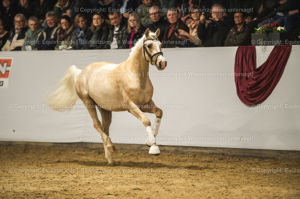 20240302_Hengstvorstellung_Marbach_TOMsPiC_0817-2 | equistock
