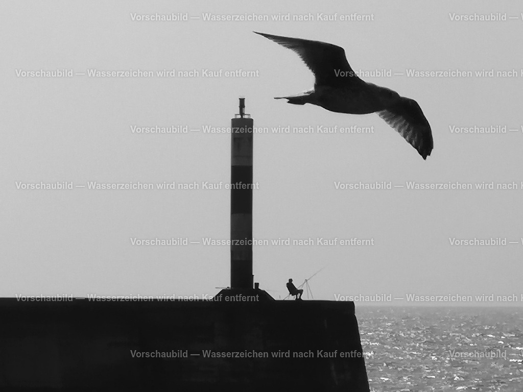 Möwe am Leuchtturm | eine Möwe beobachtet einen einsamen Angler am Hafen von Aberystwyth (Wales) - Realisiert mit Pictrs.com