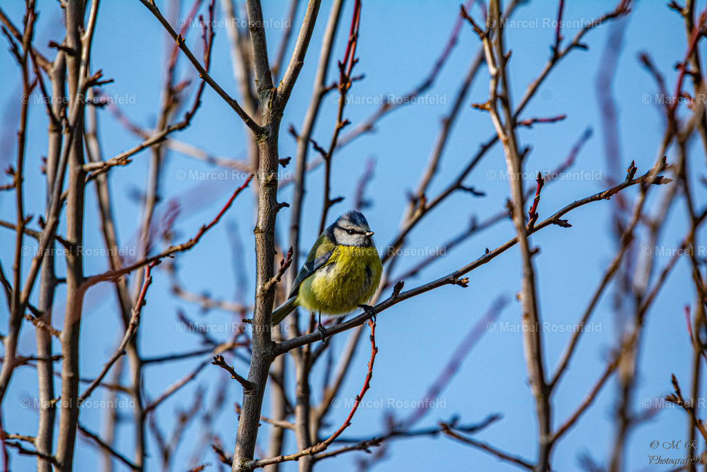 _DSC6189 | foto-rosenfeld