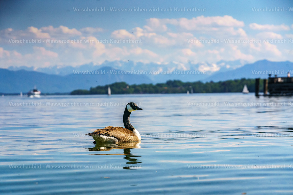 DSC07928 | marcuslinek