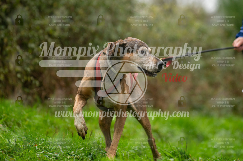 TSB_2023_E6_Canicross-218 | PayLife