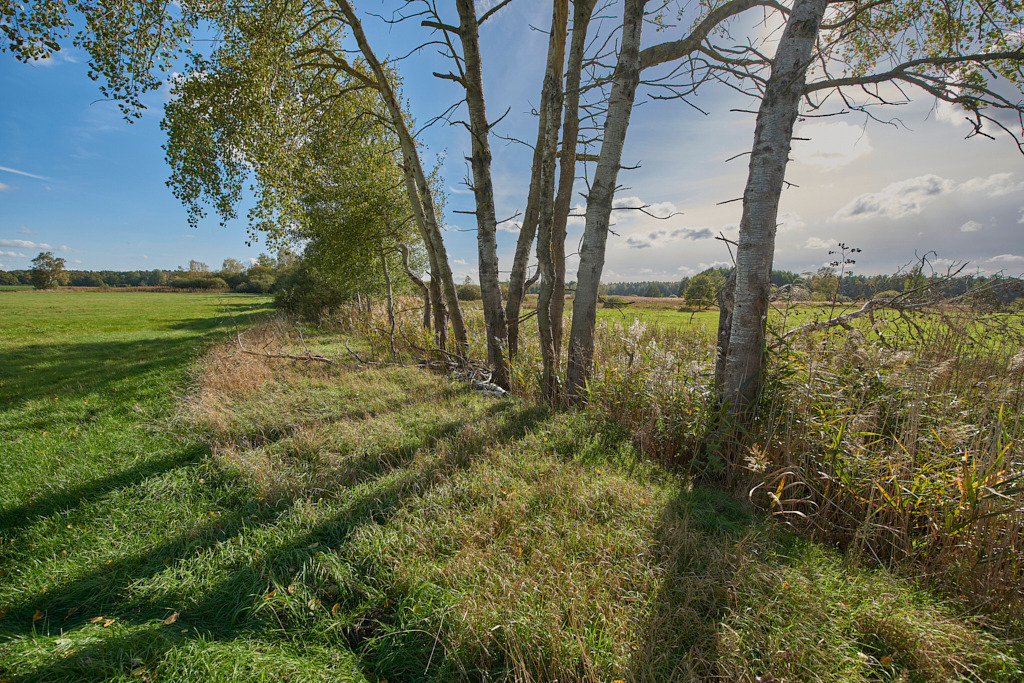 Feuchtgebiet am Nordrand zwischen Gruhno und Friedersdorf 02 | Bedeutsame Landschaften Deutschlands - Realisiert mit Pictrs.com