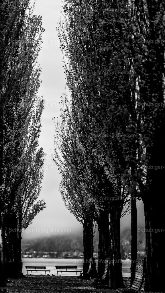 Pappeln | Pappeln mit Bank in der Mitte - Realisiert mit Pictrs.com