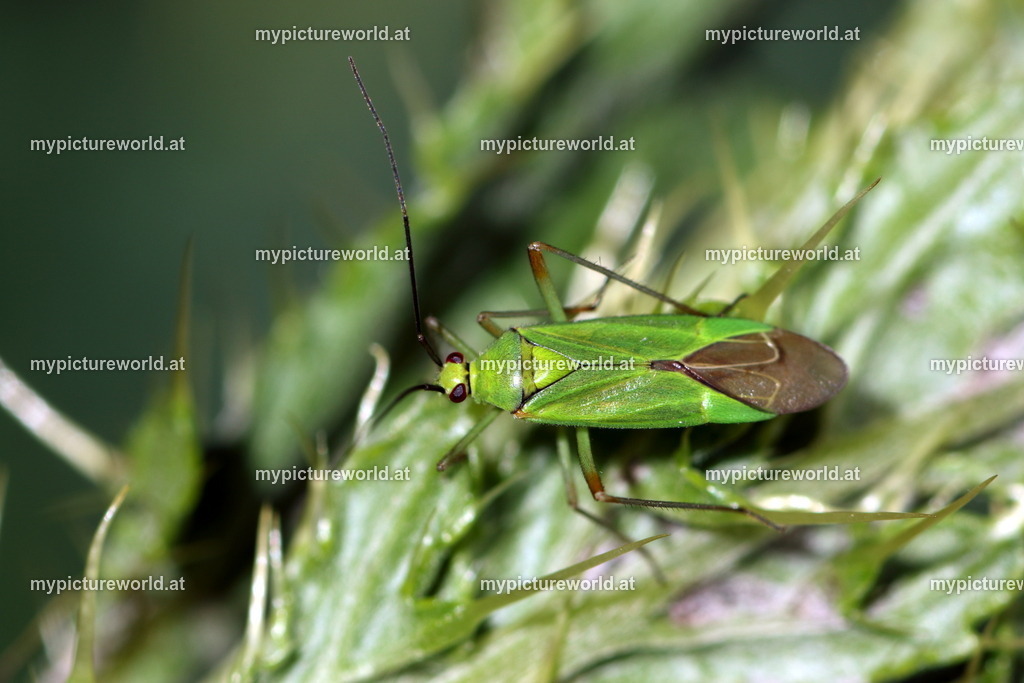 Blepharidopterus angulatus-001 | Das Bilderarchiv über Tiere, Planzen und Landschaften. In der Bilddatenbank finden Sie ein große Auswahl an hochwertigen Bilder für Ihre Werbung - Realisiert mit Pictrs.com