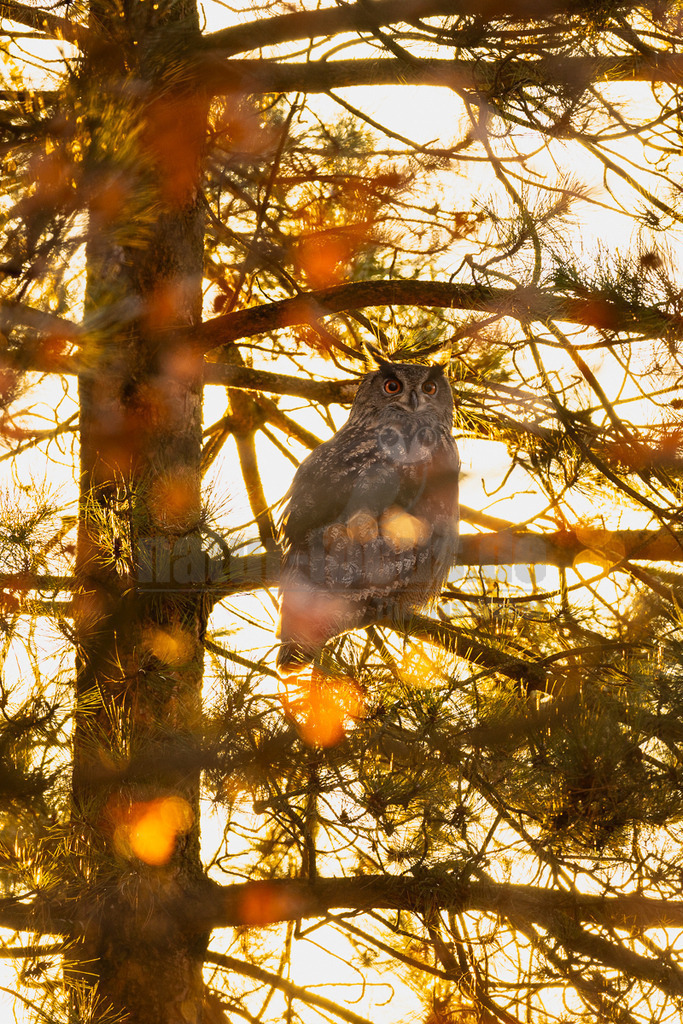 R5NF1501_20241201 | Der Uhu ist kein Lebensraum-Spezialist. Optimale Lebensräume beinhalten jedoch Felsen mit freiem Anflug für die Horstanlage, nicht zu große Wälder als Tageseinstand, wo sie Schutz suchen können, Freiflächen und ganzjährig eisfreie Gewässer als bevorzugtes Jagdgebiet. In nahrungsreichen Lebensräumen erreicht der Uhu bei entsprechend günstiger Verteilung von potentiellen Felsbrutplätzen (z.B. in der Eifel) eine hohe Dichte. - Realisiert mit Pictrs.com