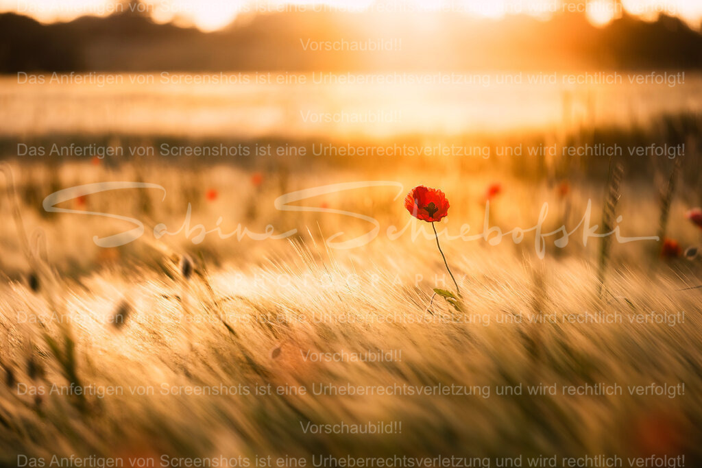 Sonnenuntergang im Feld | Eine Mohnblume erstrahlt im letzten Licht der Abendsonne, in einem Kornfeld - Realisiert mit Pictrs.com