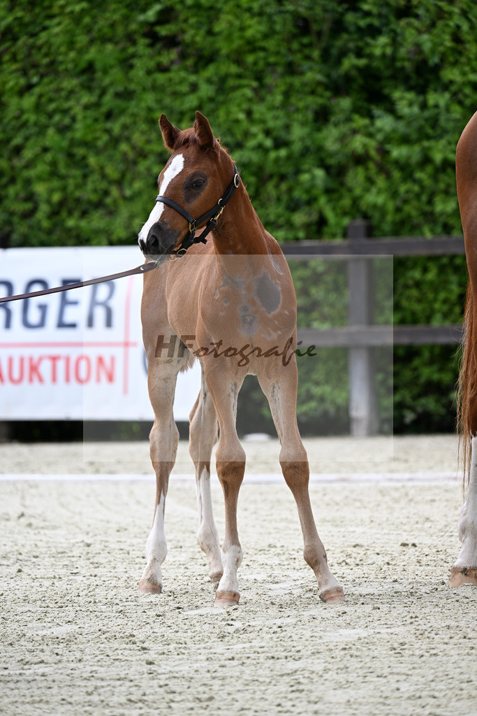 Kat-Nr. 304 Dorian Grey x Catoki_Mohrenberger_25240081 | hf-fotografie - Realisiert mit Pictrs.com
