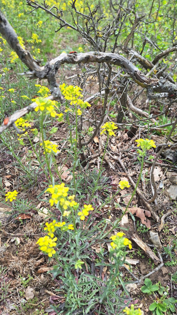 Barbarakraut | Verkauf von Fotos und  Videoclips zumThema Natur.Motive sind Pflanzen, Tiere, Landschaftenund Wetter - Realisiert mit Pictrs.com