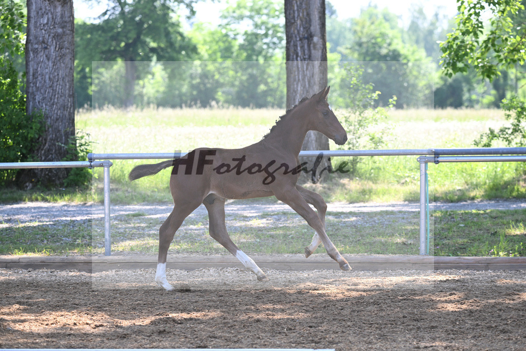 Kat-Nr. 4 HF Vitalos_Schwarz_14230133 | hf-fotografie - Realisiert mit Pictrs.com