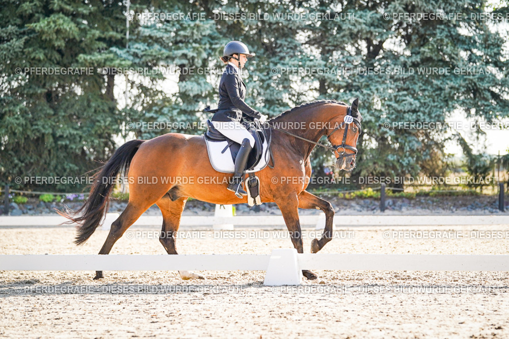 DSC09553 | Pferdegrafie