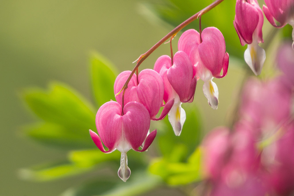 Tränendes Herz Blüten | im Frühling. - Realisiert mit Pictrs.com