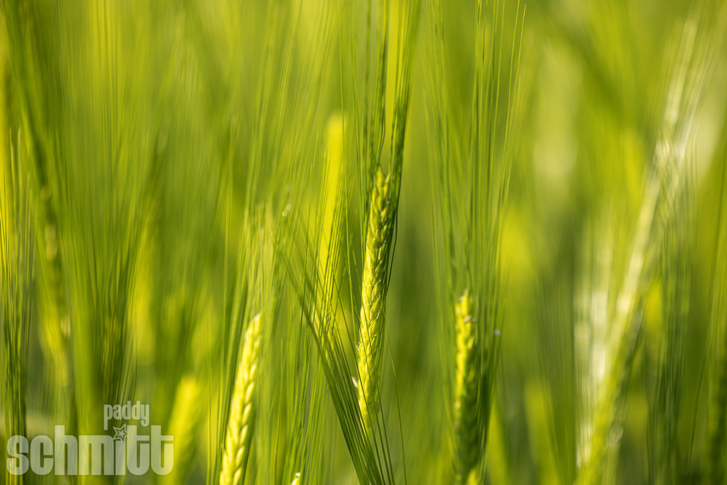 PS-Natur-2026-137 | Entdecke die größte Bildgalerie der Region mit Fotografien aus dem Allgäu, der Bodenseeregion, Oberschwaben, dem Donautal und der Schwäbischen Alb. Landschaften, Luftaufnahmen und Reisefotografie als Wandbild und Fotokunst. - Realisiert mit Pictrs.com