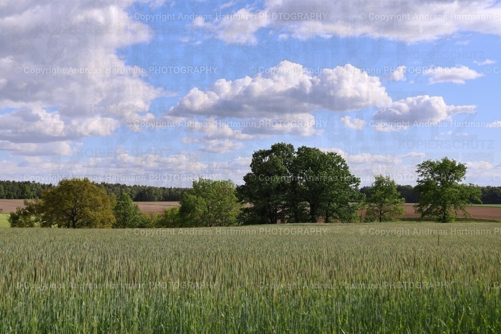 Weite Landschaft mit Wolkenspiel | Weite Landschaft mit Bäumen und Wolkenspiel - Realisiert mit Pictrs.com