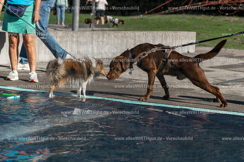 Hundeschwimmen_Volksbad_2026-allesWIRTHgut_Tierfotografie-2609061037-FAY05954 | Professionelle Tierfotografie in Mönchengladbach von Daniel Wirth (allesWIRTHgut). Liebevolle & natürliche Bilder von Hunden & Katzen für unvergessliche Erinnerungen.