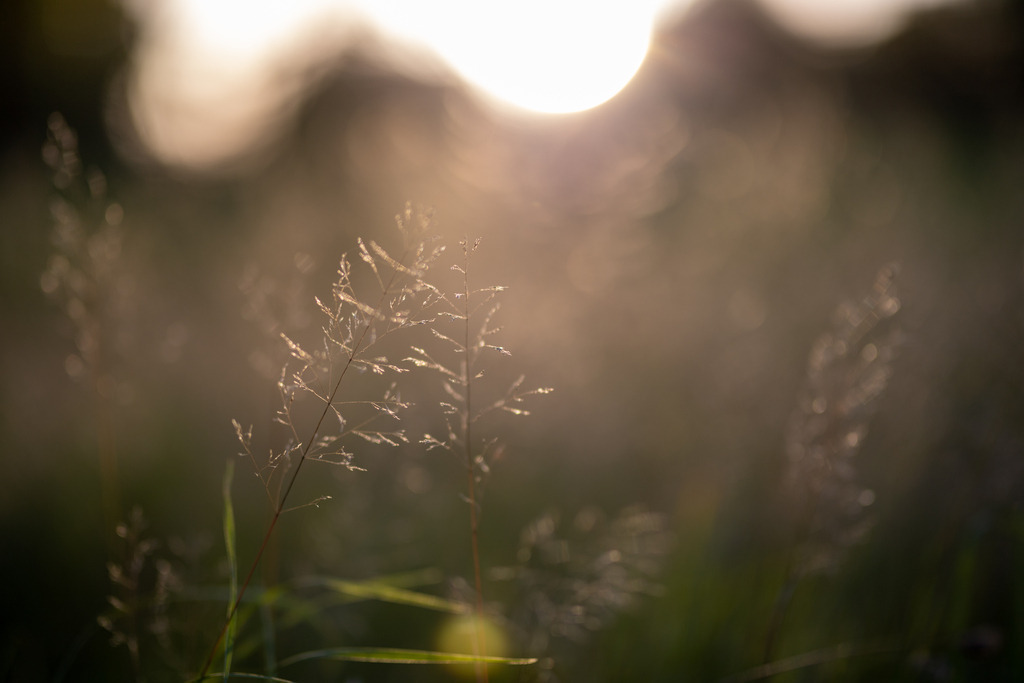 IMG_4762 | ehrlichefotos - Realisiert mit Pictrs.com