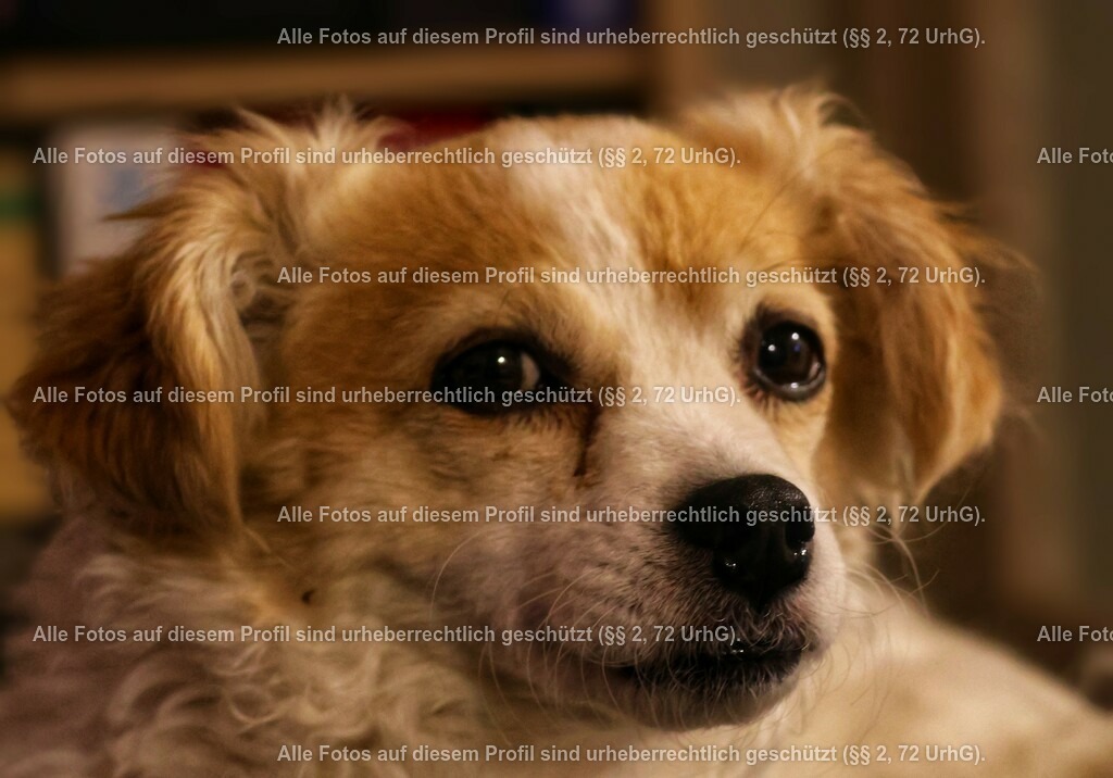 20240301194232_0C4A2137_2-01_2 | krollfotografie - Realisiert mit Pictrs.com