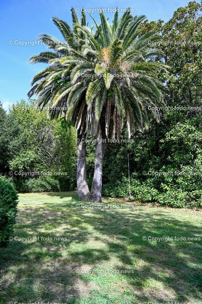 Arboretum von Trsteno_ Kroatien_ 11.10.2023-109 | 11.10.2023, Kroatien, HRV, Trsteno im Bild Arboretum, Trsteno, Hafen, Pflanzen, Brunnen, Neptunbrunnen, Wege, Palmen, Eukalyptus, Lorbeer, Kakteen, Zitrus, Oliven, Filmkulisse Game of Thrones

Das Arboretum von Trsteno befindet sich etwa 18 Kilometer nordwestlich der Stadt Dubrovnik im Sueden Kroatiens. Als einziges Arboretum an der oestlichen Adria-Kueste stellt es die aelteste Sammlung exotischer Baeume und Pflanzen des Landes dar.
Die Gartenanlage befindet sich entlang der Kuestenstraße zwischen den Ortschaften Orašac und Slano.
Quelle: Wikipedia