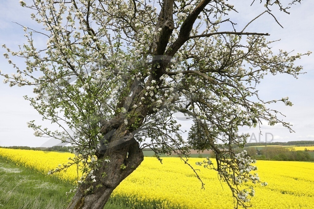 NatureArt-RAPSAPFELBLÜTE_0345 | Oben im Apfelbaum | #003 | Modell: Darky | Foto: Tschiponnique Skupin - Realisiert mit Pictrs.com